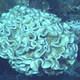 Illustration for article titled Four-Inch Long emAmoebas/em Found in Mariana Trench